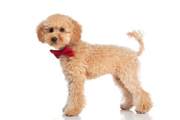 beautiful caniche dog posing with a red bowtie