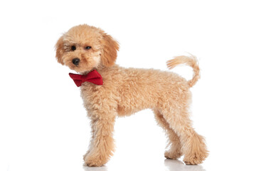 adorable poodle dog winking at the camera