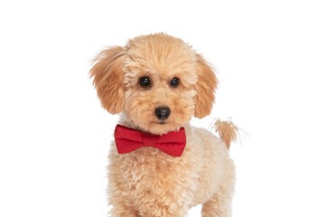 cool caniche dog wearing a red bowtie at neck