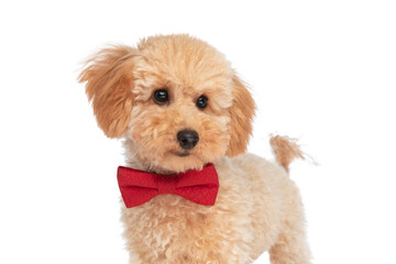 elegant caniche dog is wearing a red bowtie
