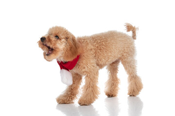 caniche dog barking at someone and wearing a red bandana - obrazy, fototapety, plakaty