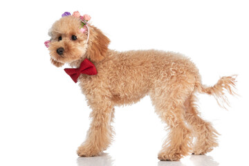 adorable poodle dog wearing a headband of flowers