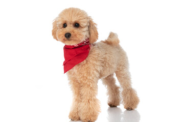 adorable caniche dog wearing a red bandana at his neck