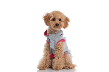 happy caniche dog looking at the camera