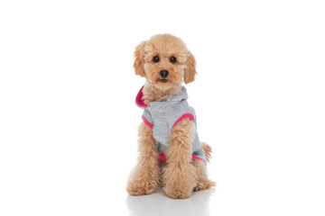 little caniche dog wearing a blouse and sitting