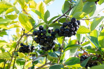 Ripe bunches of black mountain ash hang on a branch against the backdrop of foliage on a sunny day.