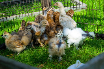 chicken in the garden