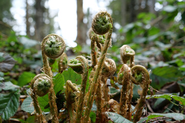 Young fern sprouts in the virgin forest © Harmony Video Pro