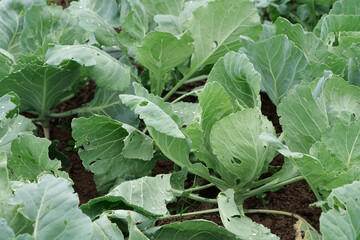 Cabbage grows in garden bed