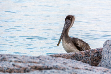 Autumn on Texas Gulf Coast, beach, sand, sea, nature, summer
