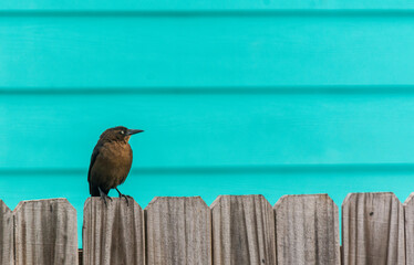 Autumn on Texas Gulf Coast, beach, sand, sea, nature, summer