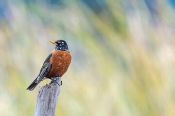 Autumn on Texas Gulf Coast, beach, sand, sea, nature, summer