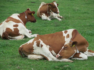 cows in a field