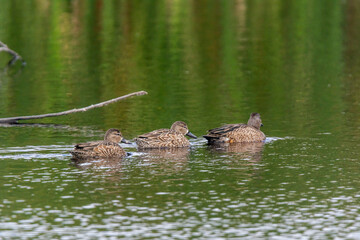 Autumn on Texas Gulf Coast, beach, sand, sea, nature, summer