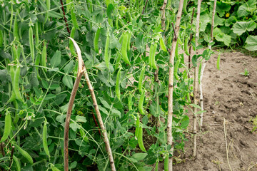 Fototapeta na wymiar Pea harvest in summer garden, lots of pea pods on plantation
