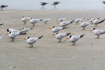 Autumn on Texas Gulf Coast, beach, sand, sea, nature, summer
