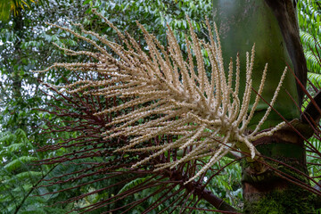 Blossom of a sealing lacquer palm tree in the jungle of Costa Rica
