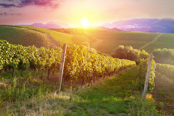 vineyards in the setting sun plantations landscape