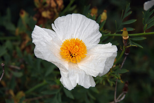 Close-up view of a matilija poppy blossoms, large white flower with yellow stamen - Powered by Adobe