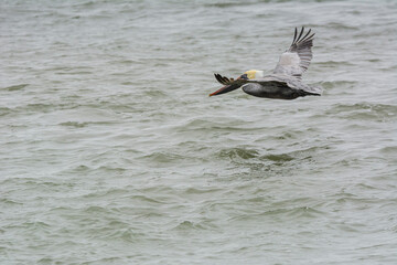 Autumn on Texas Gulf Coast, beach, sand, sea, nature, summer