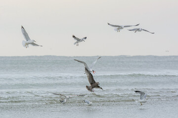 Autumn on Texas Gulf Coast, beach, sand, sea, nature, summer