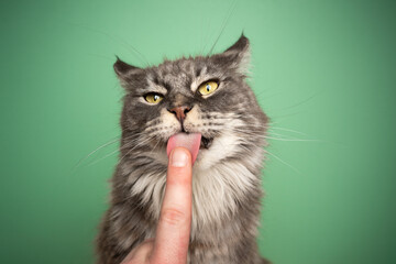 blue tabby maine coon cat with yellow eyes licking snack off finger on green background with copy space