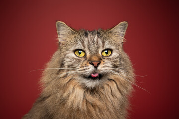 fluffy tabby norwegian forest cat with yellow eyes sticking out tiny tongue on red background