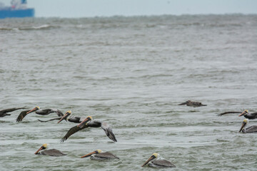 Autumn on Texas Gulf Coast, beach, sand, sea, nature, summer