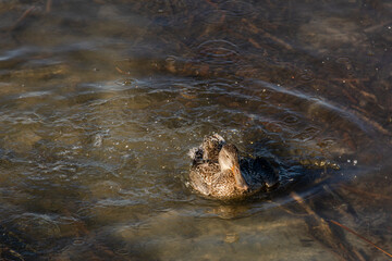Autumn in Texas Gulf Coast - beach, sand, sea