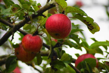 Leckere rote Äpfel an einem Apfelbaum