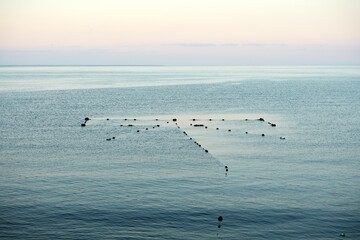 Top view of an oyster plantation in the bay of the sea at sunrise. Copy space.
