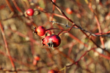 Wild rose's flowers became rose hips