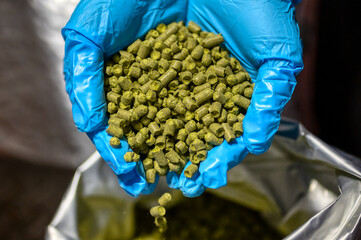 Pressed hop pellets are poured out of the palms. Hands are dressed in blue rubber gloves.