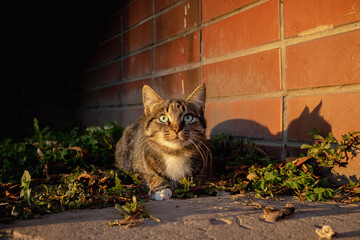 A striped cat with a white neck lies on the street and looks directly into the camera.