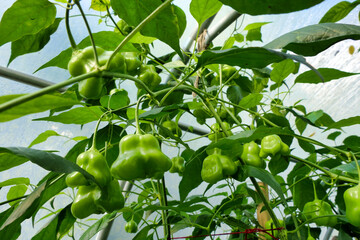 Capsicum Chinense chilli (variety - red mushroom) before turning colour from green to red, growing in a polytunnel
