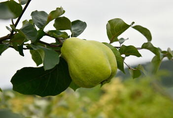 Quittenbaum - Cydonia oblonga