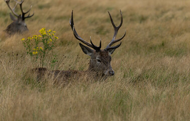 Close-up photo of a red deer sitting between the bushes during the rutting season in autumn.