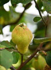 Quittenbaum - Cydonia oblonga