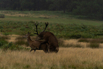 Photo of an adult red deer mating with a doe during the rutting season in autumn.