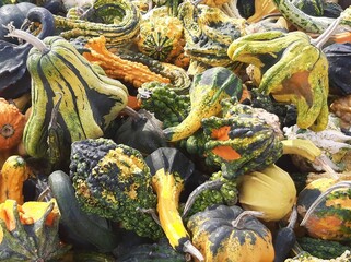 pumpkins and gourds