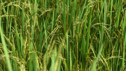 newly grown fresh rice plants background. - obrazy, fototapety, plakaty