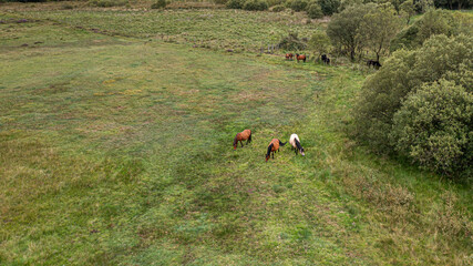 Obraz na płótnie Canvas Wild horses in freedom grazing in the meadow, aerial photograph