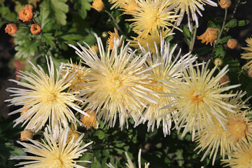 exotic sketches of autumn nature in the Kiev Botanical Garden