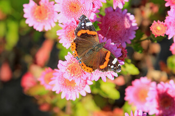 exotic sketches of autumn nature in the Kiev Botanical Garden