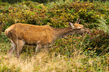 Close-up photo of a doe eating from the bushes during autumn.