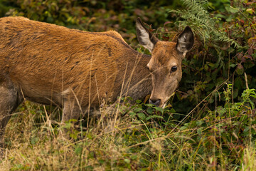 Close-up photo of a doe eating from the bushes during autumn.