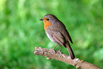 Isolated European robin bird with bright orange red feathers on chest. 