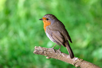 Isolated European robin bird with bright orange red feathers on chest. "Erithacus rubecula" perched on branch with bright green background. Side view. Dublin, Ireland