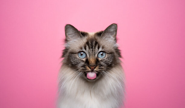 cute seal point tabby birman cat sticking out tongue looking at camera on pink background with copy space