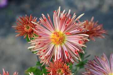 exotic sketches of autumn nature in the Kiev Botanical Garden
